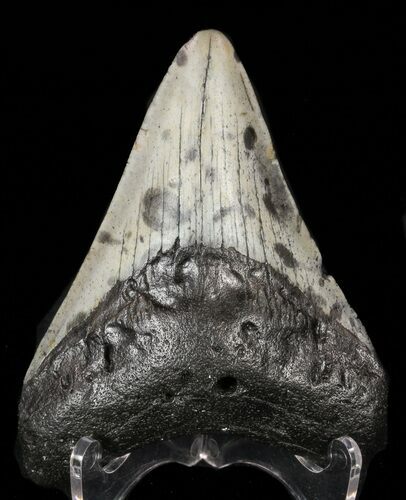 Megalodon Tooth - North Carolina #59164